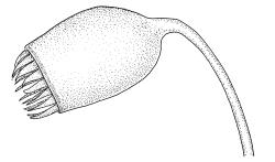 Plagiomnium novae-zelandiae, capsule, moist. Drawn from K.W. Allison 3019, CHR 578251.
 Image: R.C. Wagstaff © Landcare Research 2018 